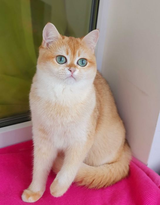 Золотая британская шиншилла кошечка кошка котята шоколадное