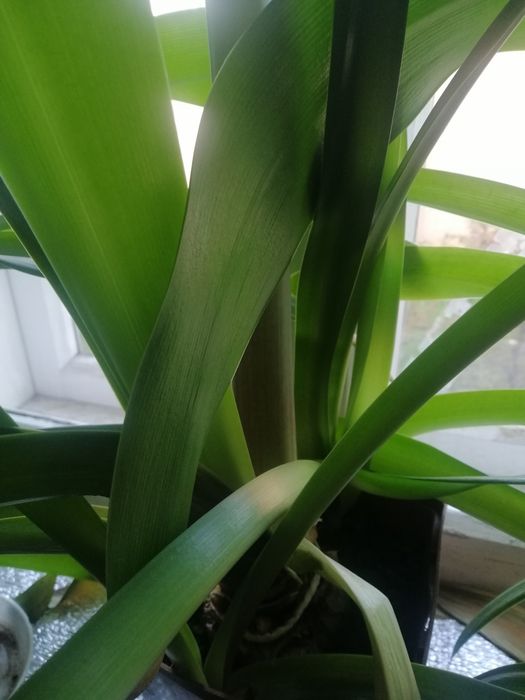 Гіпеаструм ( амариліс )