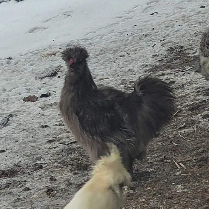 Koguty Silki i Czubatka