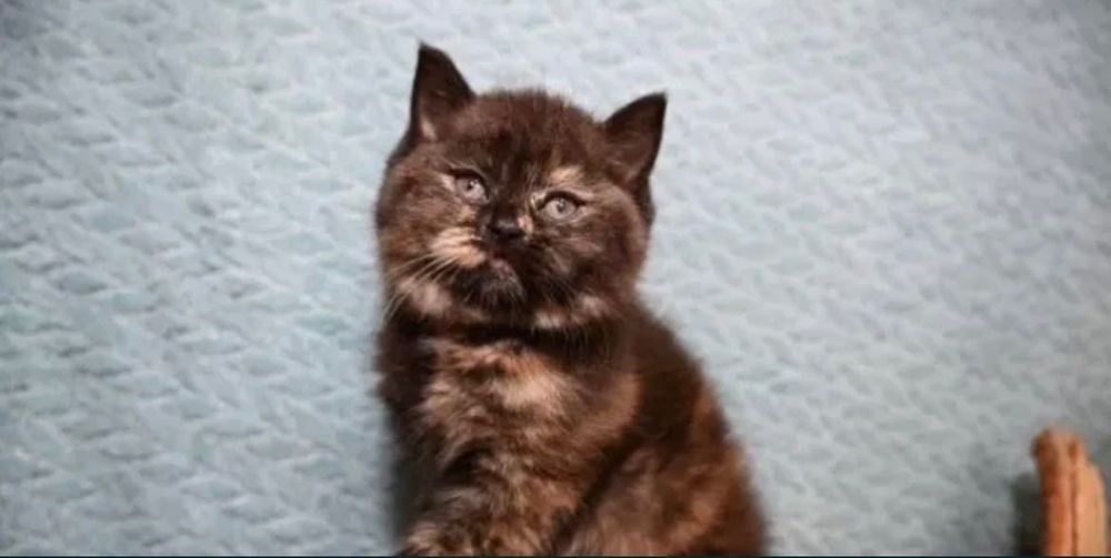 Продам котенятка