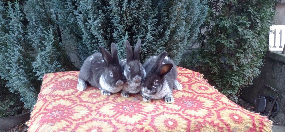 Кролики породи Велике Світле Срібло