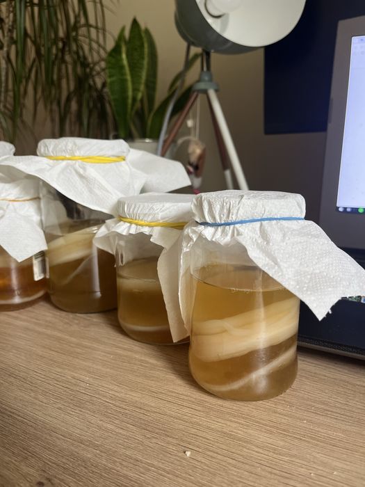 Kombucha Starter SCOBY | Grzybek Kombucha / Kombucza | Starter + baza