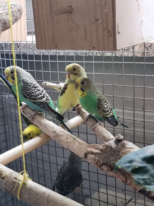 Periquitos de mutação silvestre (adas)