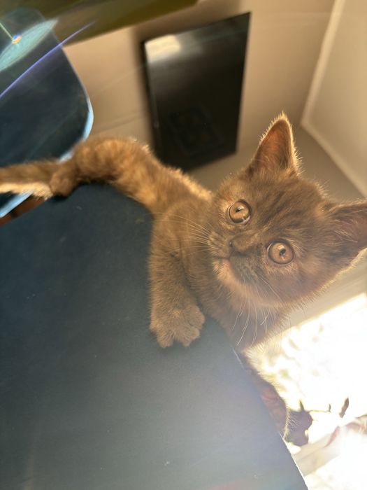 Шотладнскте котята