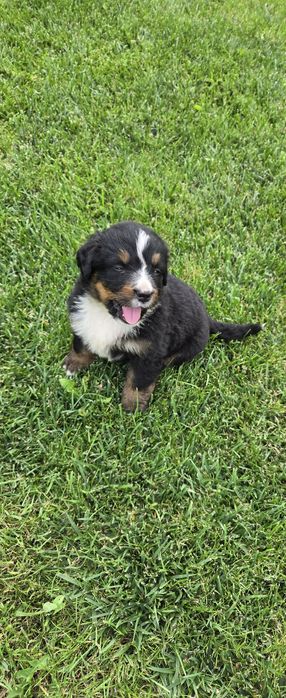 Bernenski pies pasterski Bernenczyk