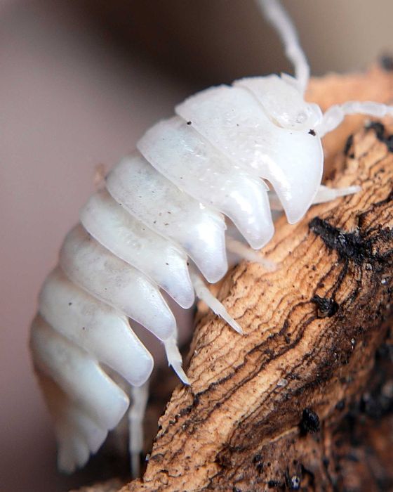 Armadillidium granulatum "White pearl", isopody, 10 szt.