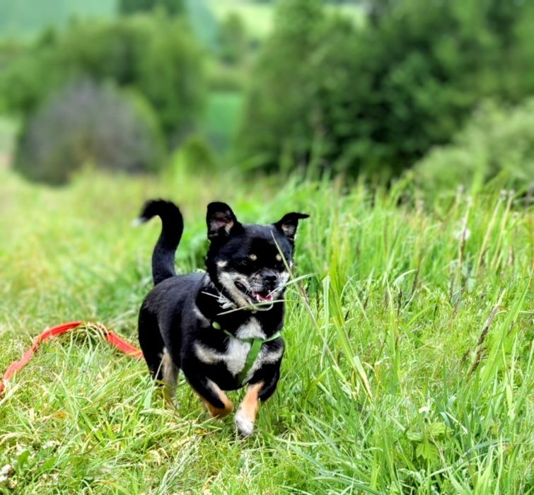Mały, charakterny piesek szuka domu