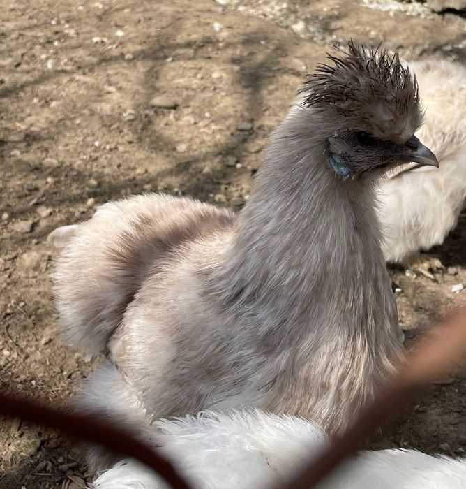 Інкубаційні яйця Китайських шовкових