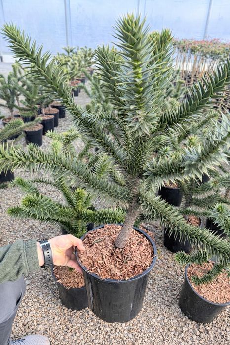 Araucaria araucana – Araukaria chilijska (małpie drzewo)
