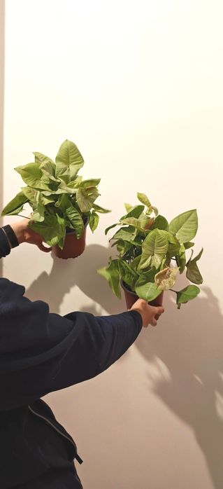 Сигнониум Милк Конфетти - красивое неприхотливое растение