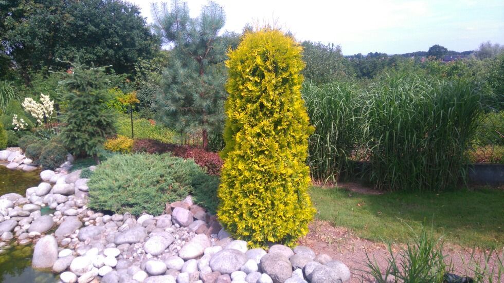 Thuja Europa Gold Złoty Szmaragd multiplat,multipaleta