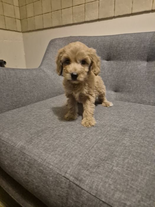 Cockapoo suczkaa