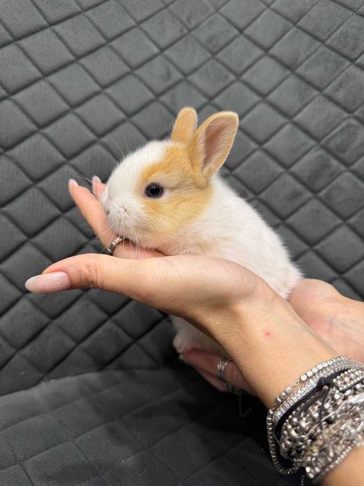 Масики мини кролясики - мини кролик голландец и англиец