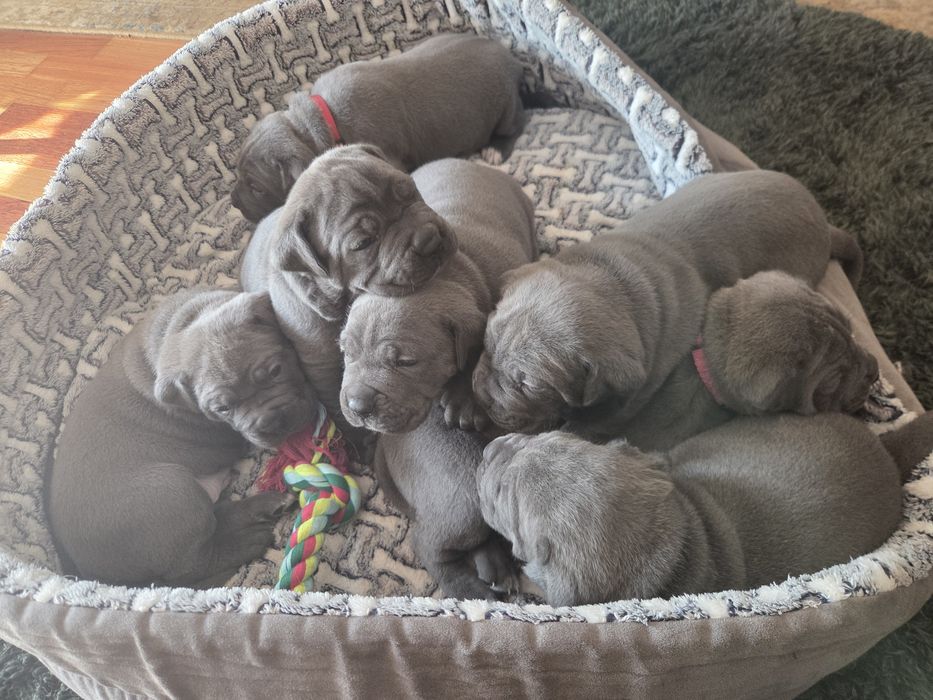 Cane Corso szczeniaki