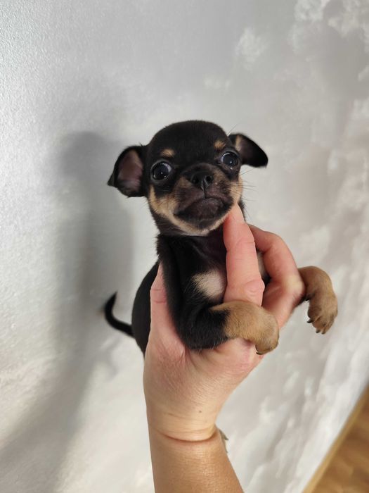 Chihuahua dziewczynka