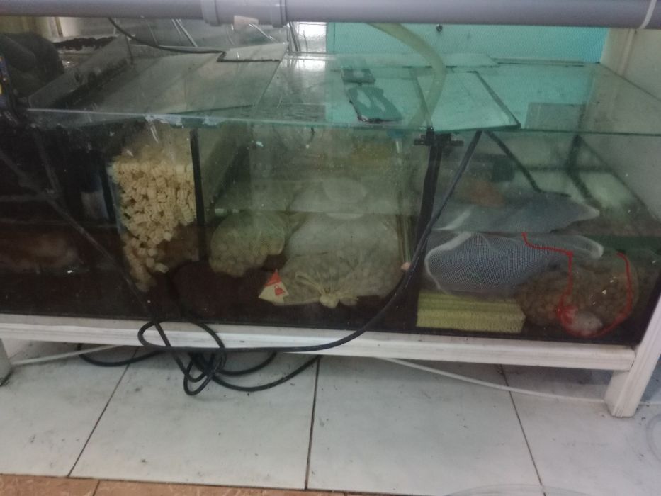 Bateria aquário criação