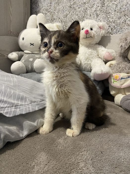 ТЕРМІНОВО! Кошенята в добрі руки