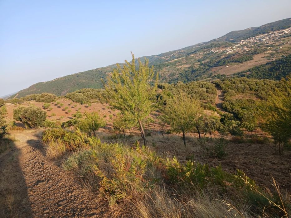 Projeto agrícola de castanheiros