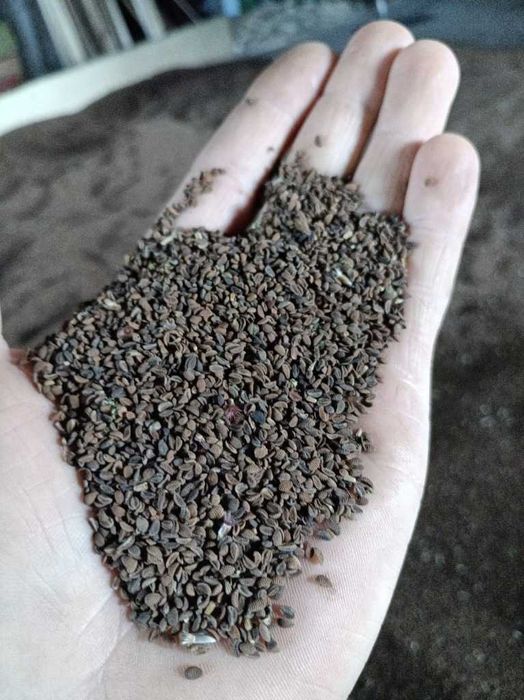 Nasiona facelii Stalla