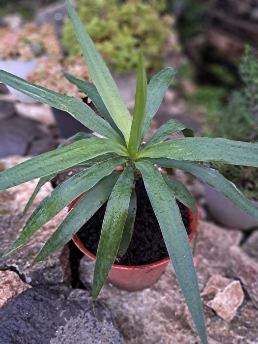 Yuca, Yucca (Iúca),Yucca gigantea