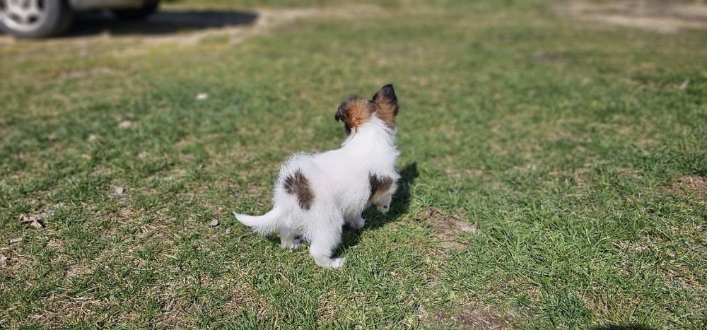 Papillon piękny chłopiec