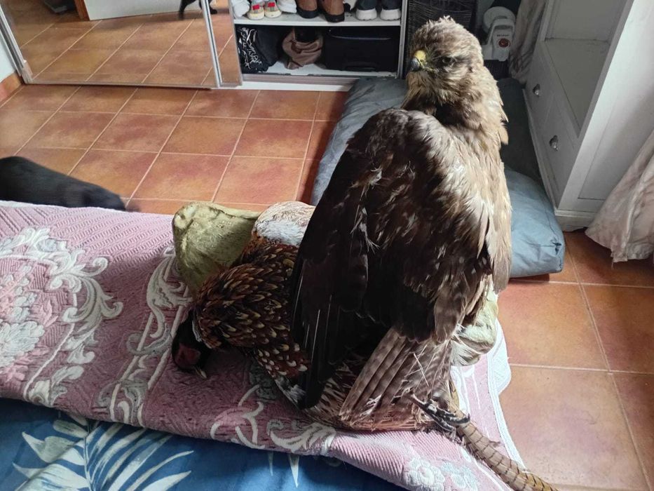 faisão antigo verdadeiro e águia empalhada