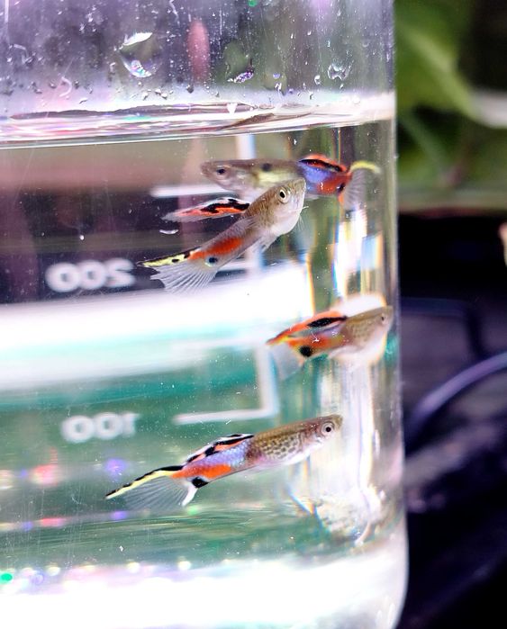 Promoção pack peixes tropicais (Espadas (4) e Guppys endlers(12))