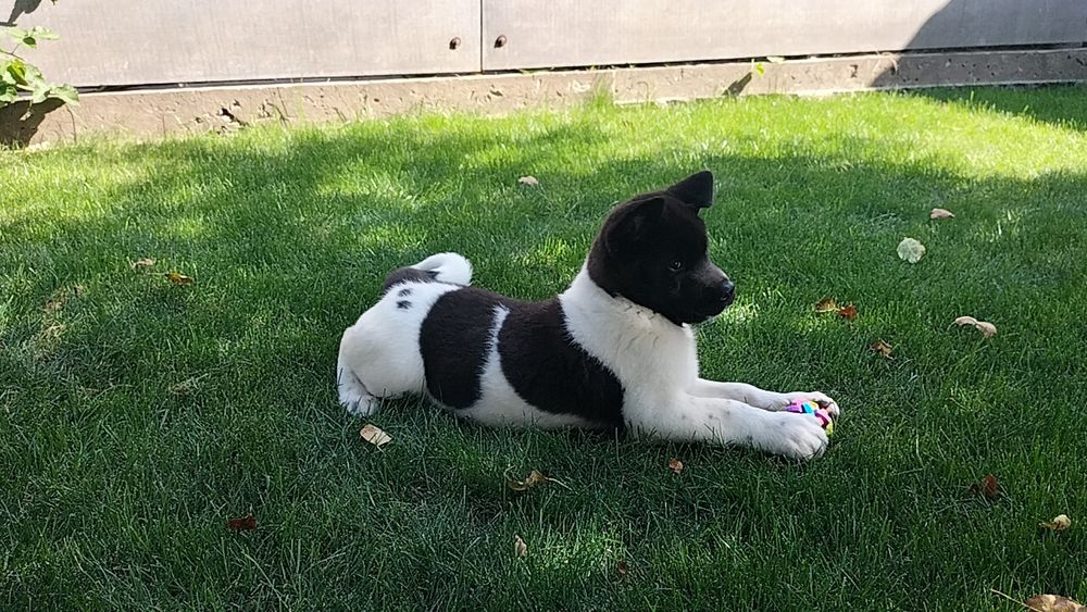 Американські Акіти