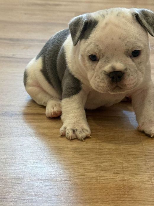 American bully nano Macho