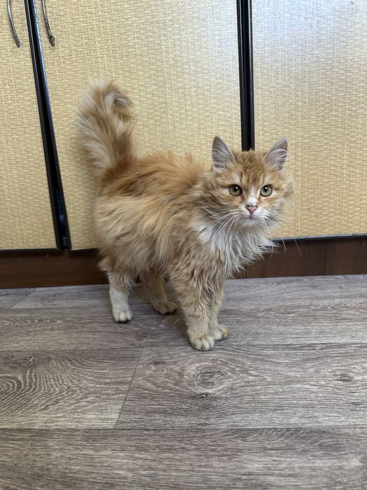 Дуже терміново віддам кошенят безкоштовно