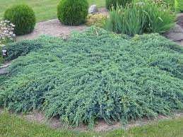 Jałowiec płożący Blue Carpet