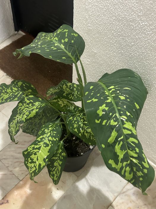 Planta comigo ninguem pode