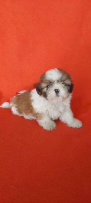 Shih-tzu magnifico