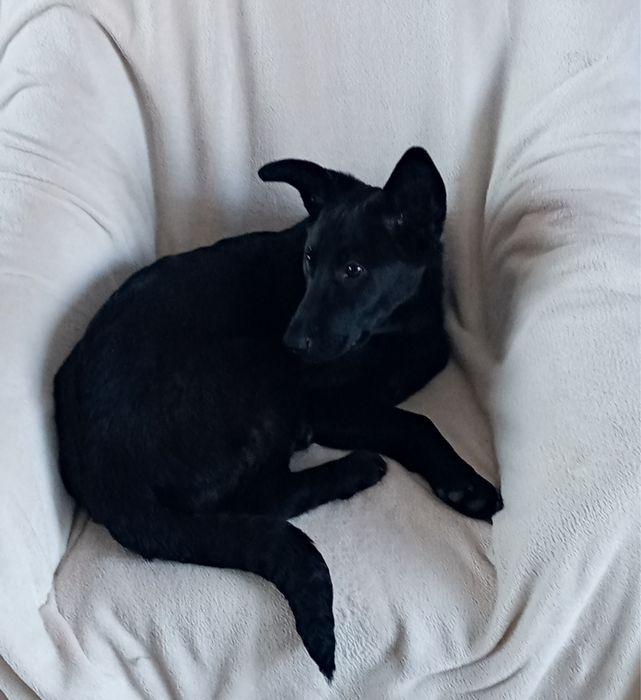Cudowny piesek Onyx szuka swojego człowieka.