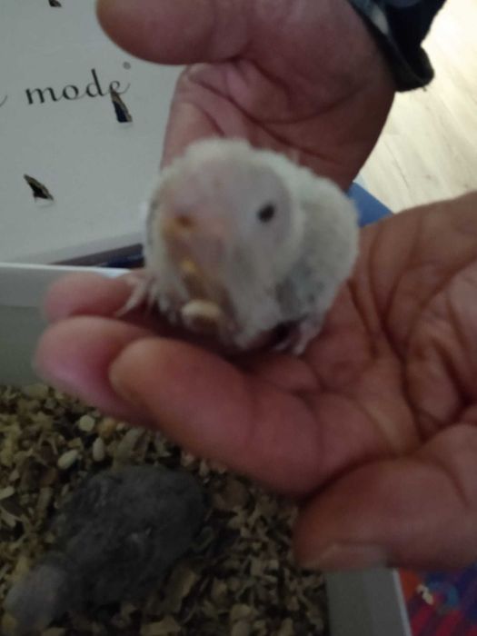 Panturras bebes procuram novo dono