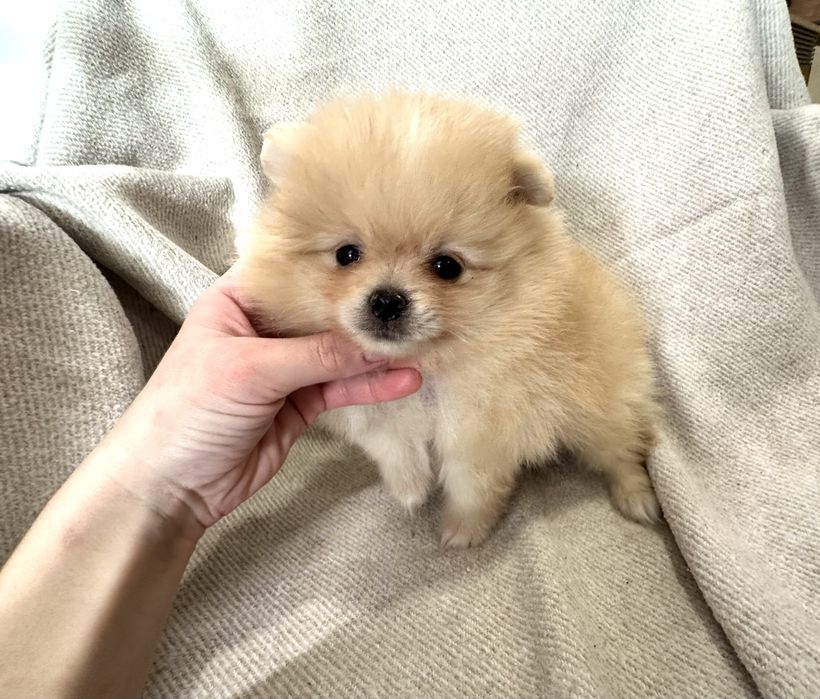 Lulu da pomerânia / spitz alemão anão, com LOP