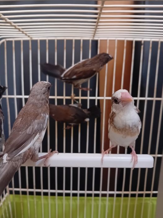 Bengalins Japão aves 2026