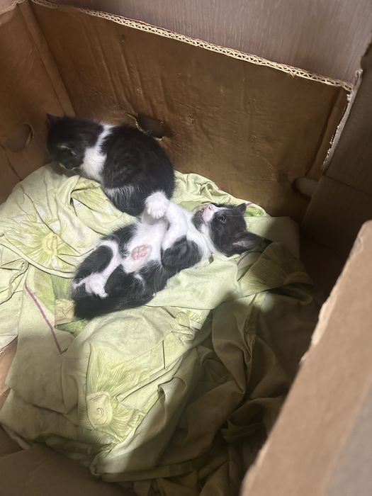 Безкоштовно!!!Кошенята