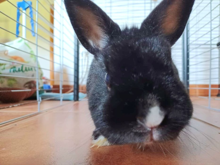 Coelhinho anão castrado + gaiola e acessórios