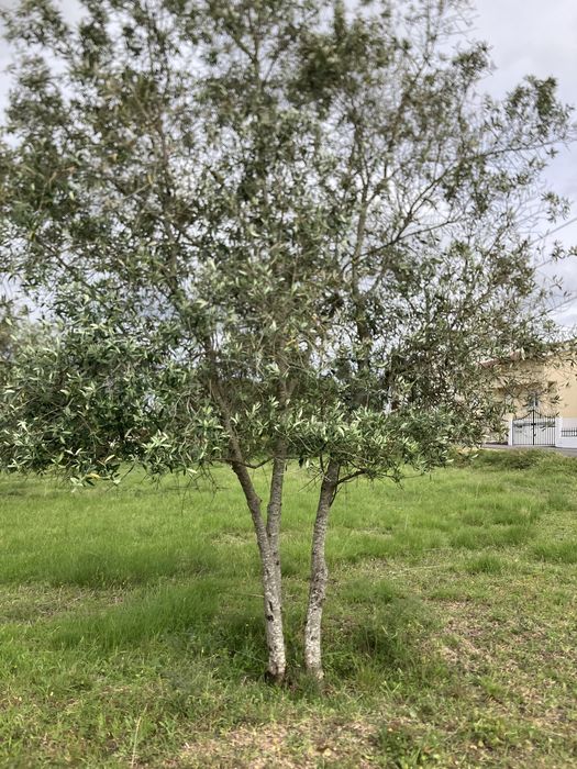 Oliveiras para jardim ou replantar.