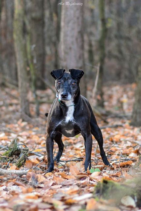 Zorka starsza sunia w której drzemie szczeniak! Pokochaj! Adoptuj!