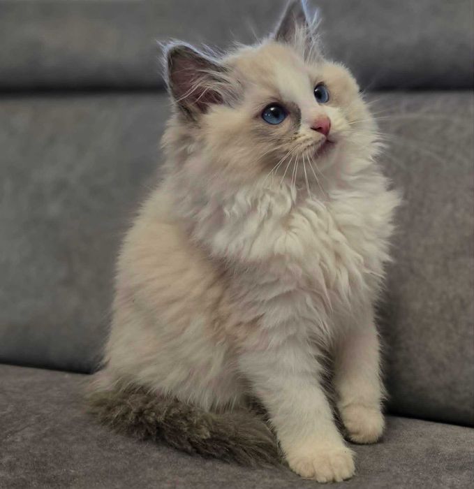 kotka ragdoll urodzona 11 marca