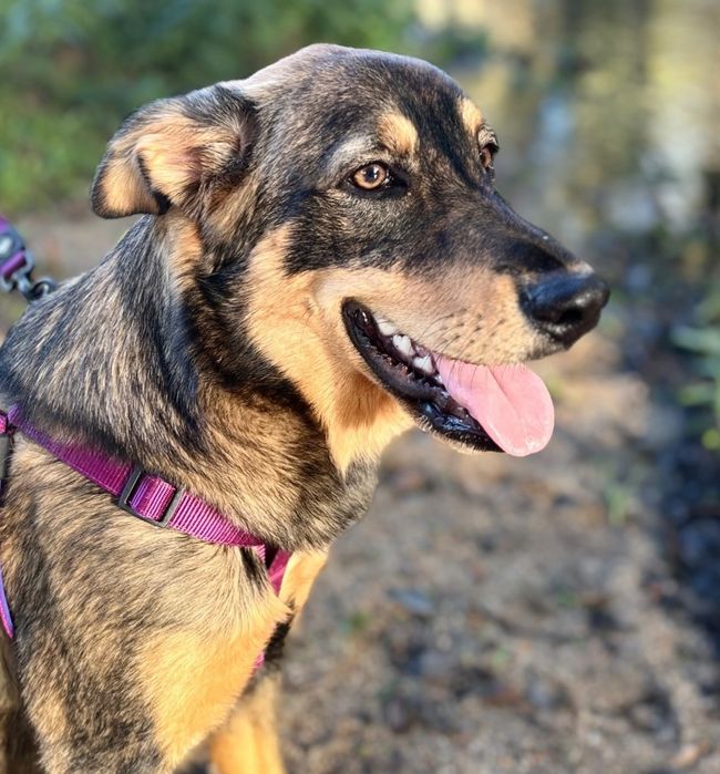 Bibi uma cadela muito amorosa!