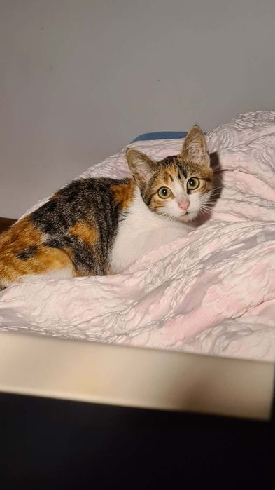 Brigitte-  gatinha bebe (4Meses) para adoção