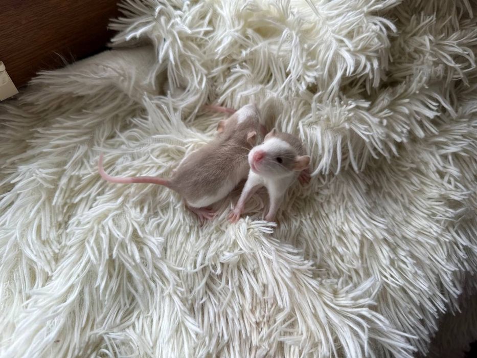 Крисята дамбо хлопчики та дівчатка