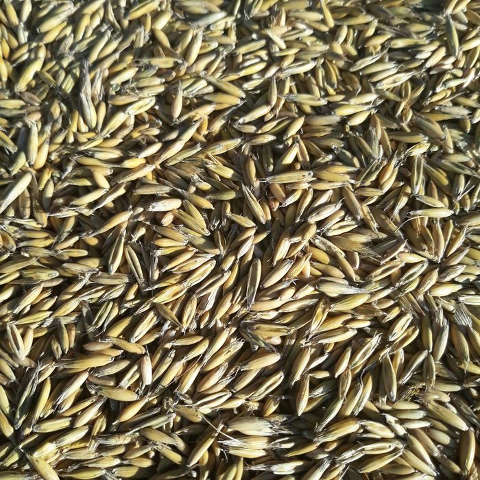 Owies Bingo rok po wymianie