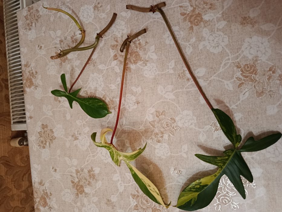 Magic Mack variegated