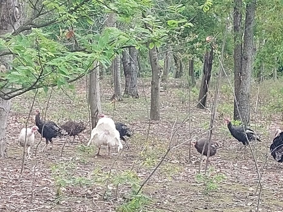 Vendo Gansos e Perus de várias idades