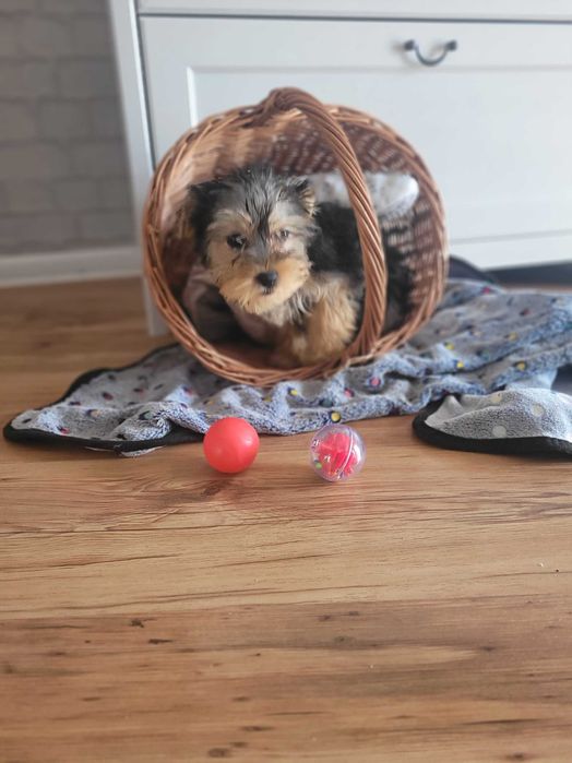 yorki chłopiec Warszawa york Yorkshire terrier