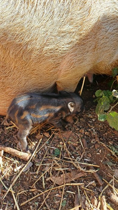 Porcos  bebes para venda